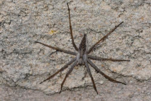 Pisaura mirabilis